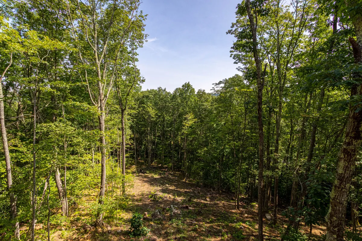 A peaceful view over a cleared area surrounded by lush green trees and an expansive open sky, ideal for hiking, bird watching, or stargazing. The scene is serene yet full of potential for outdoor activity.